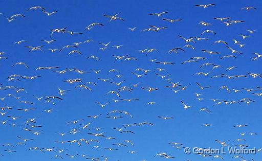 Big Flock Of Snow Geese_72630.jpg - Snow Geese (Chen caerulescens) photographed in the Bosque del Apache National Wildlife Refuge near San Antonio, New Mexico USA. 